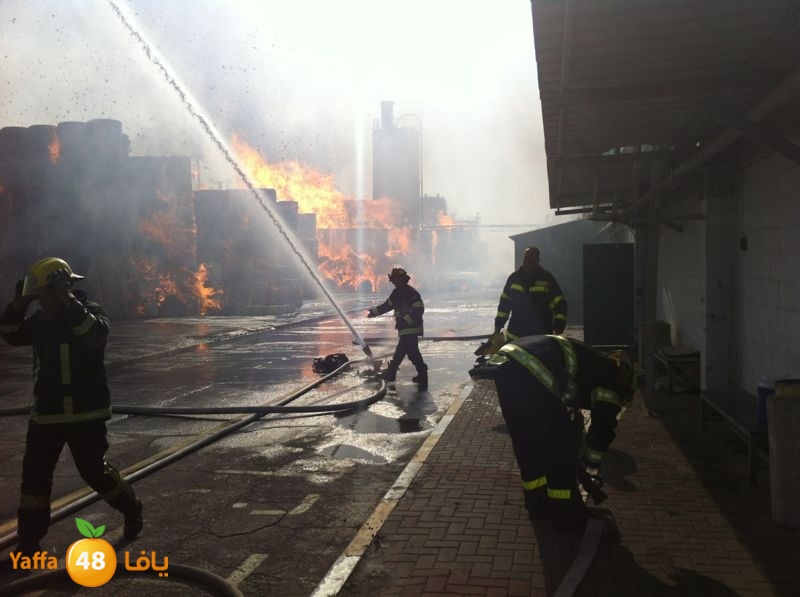 fireludkartoonmasna34 (53).JPG